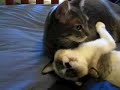 Kizzy and Mikey best buds