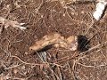 MEGA DISCARICA ABUSIVA A SCICLI! CAVALLI E CANI MORTI
