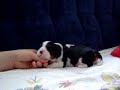 Cavalier Baby Bommel 3