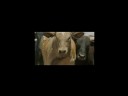 Jack Ass2 (the start)