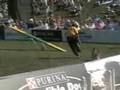 Purina Finals