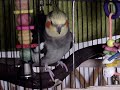 Cockatiels being silly.