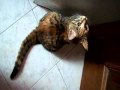 UN GATTO PAZIENTE... Guarda video