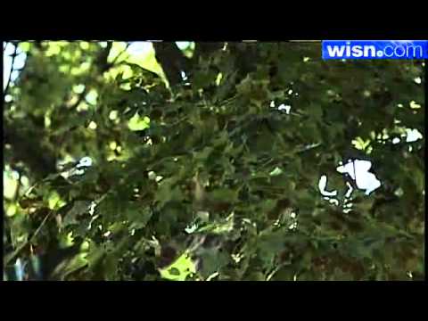 how to treat fungus on japanese maple