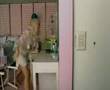 Ashlee Simpson singing Autobiography 