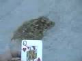 videos de My Skate Autobiography - Pt. 2