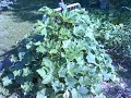 wild & crazy garden