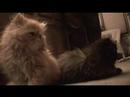 persian kittens - Mia and Maya