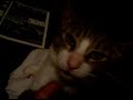 Cats talk about Jazz : Kung Fu Rob Moses