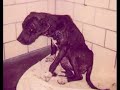 another pit bull attack!