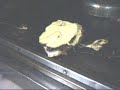 lanche de picanha hocca bar tv midia direta.html