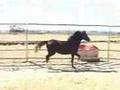 Welsh Pony sec B 2006 colts Tarquin and Quincey