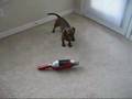 Salchicha video