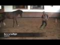 videos de Andorinha 141208