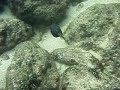 Hawaii Snorkeling w Bubble FIsh Hawaii Snorkeling w Bubble FIsh