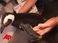 Balding Penguin Gets a Wetsuit Balding Penguin Gets a Wetsuit