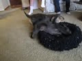 Dante's New Rug