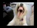 F-Arts Video #1: Rave Dog