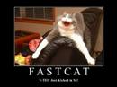 Download This Lol-Cat