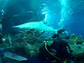 Swimming With Sharks - 2