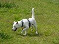 Kishu - At a green field #1