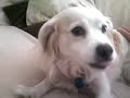Chester the burping dog Vol. 1 Chester the burping dog Vol. 1