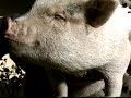Sara & the pig