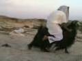 turkisk 001