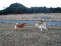 柴犬『ムサシ』と豆柴『あ�...