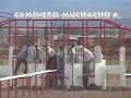 careras de caballos caminero vs muchacho alegre