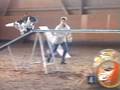 videos de Zebu gewinnt (2)