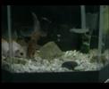 Aquario com Peixes Ornamentais(Comunico que os atores deset vídeo faleceram  .) 