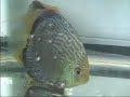 2006 discus fish breeding part 2