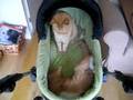Approved: kinderwagen 1