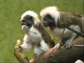 Cotton Top Tamarins Edinburgh Zoo