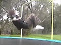 Trampoline Firsts