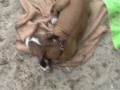 APBT-ESP escapada