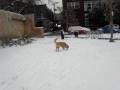 videos de Golden Retriever Bucca's first winter!