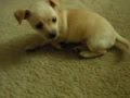 moo-chi vs. bella