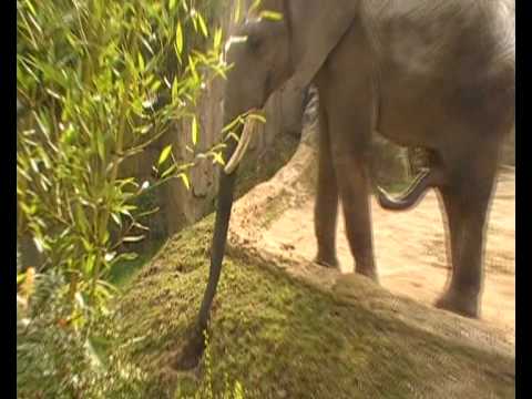 Elefant kratzt sich mit seinem Penis!