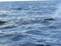 Pilot Whale off of South Florida