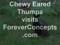 Chewy Eared Thumpa Visits ForeverConcepts.com