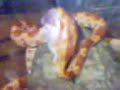kellogs 2nd munching a mouse kellogs 2nd munching a mouse
