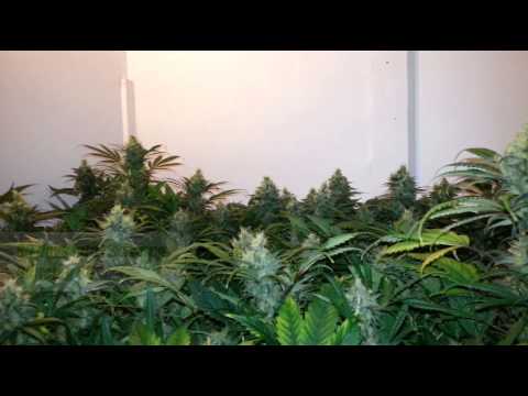 how to grow with a 400 watt hps