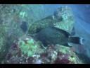 Marbled_Grouper-Stetson_Bank_3-2007.06.17-2048KBs.mp4 Marbled_Grouper-Stetson_Bank_3-2007.06.17-2048KBs.mp4