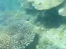 Snorkling Snorkling