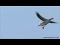 Birds landing  on the slippery ice!