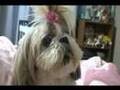 cachorro falando mamãe??dog speaking mom