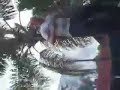 Trampoline Tricks by Team Jesus-Zilla