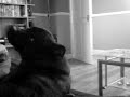 camera shy staffie